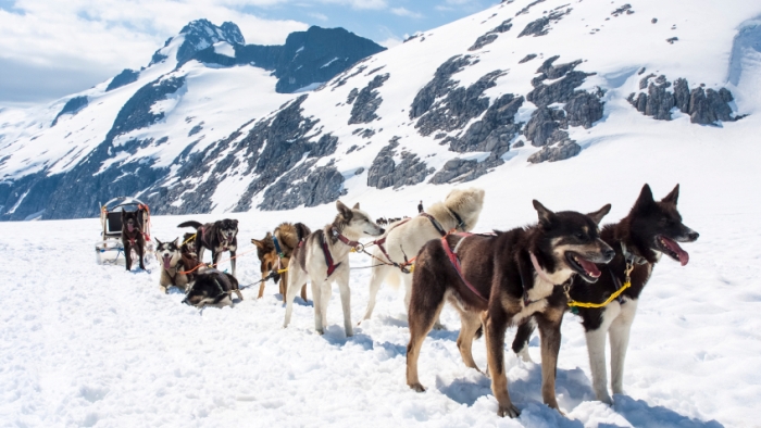 Good Winter Activities For Dogs Good Winter Activities For Dogs