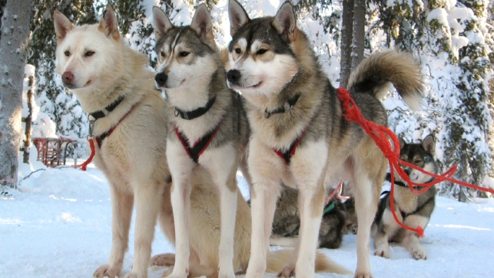 Small House Dogs Good With Kids Small House Dogs Good With Kids