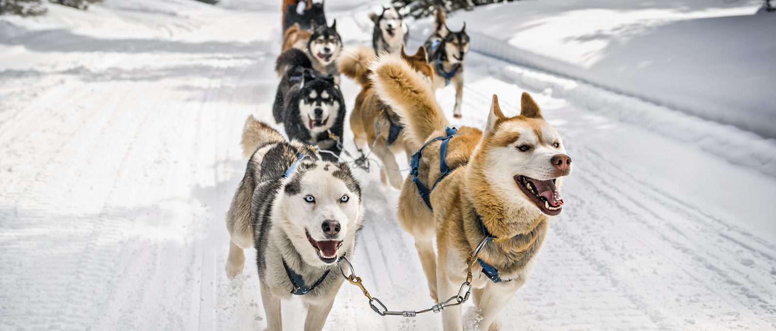 Huskies in chamonix